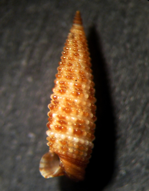 Pogonodon pseudocanarica